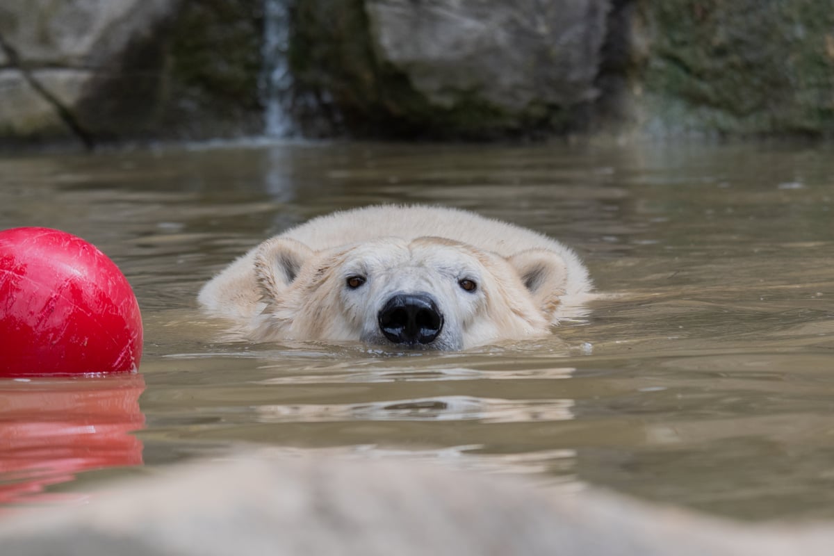 Ve výběhu v expozičním celku Beringie mají medvědice prostor pro hru i odpočinek. 