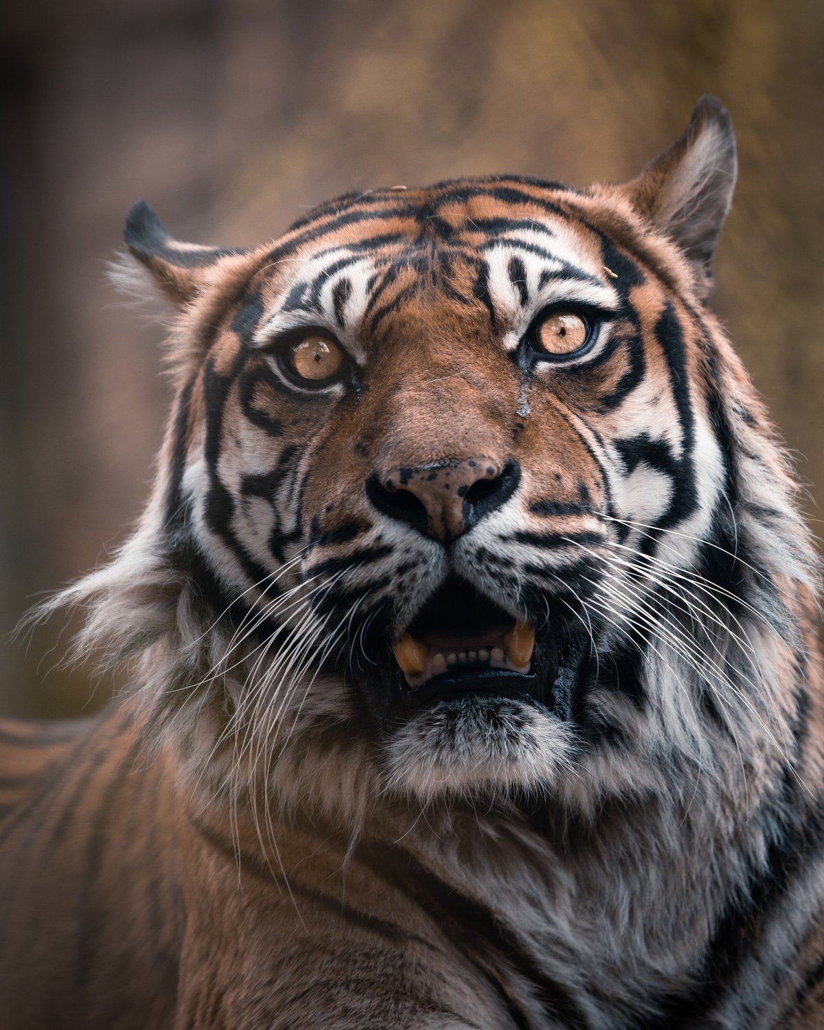 Tygři sumaterští jsou vzácní, krásní a neobyčejně plaší