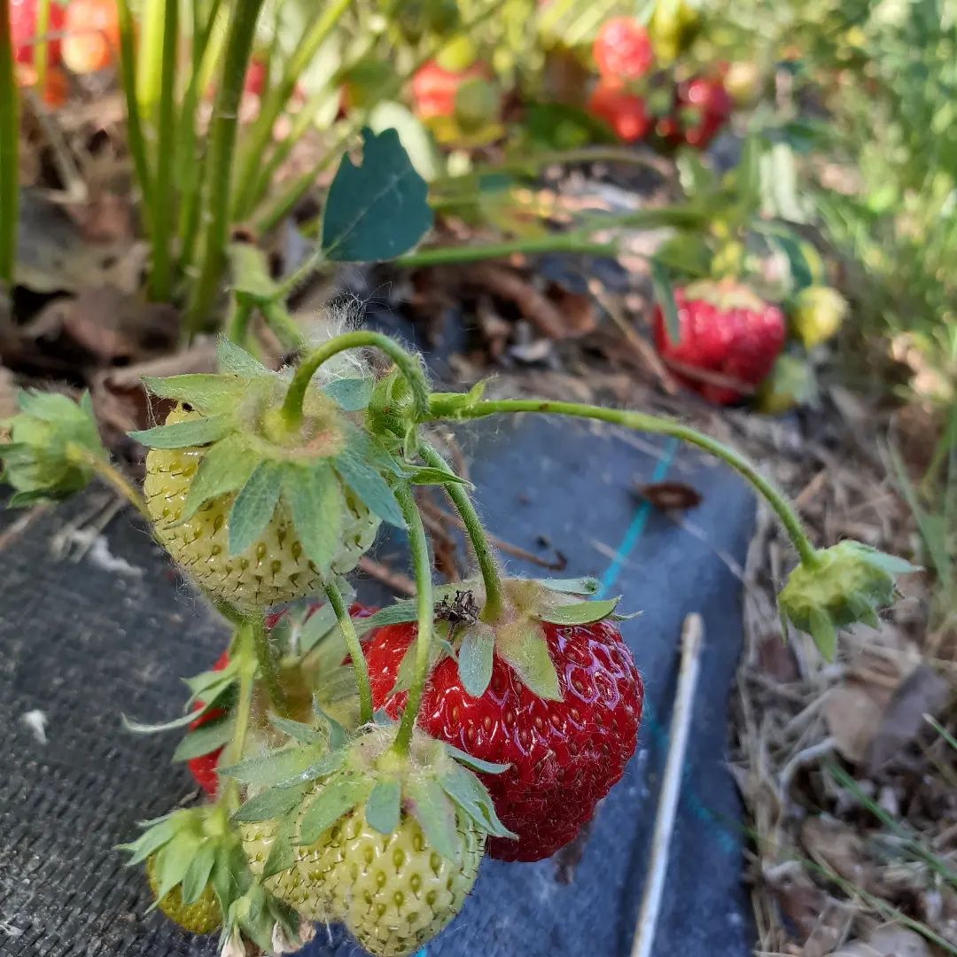 Zahrada Bez Starostí