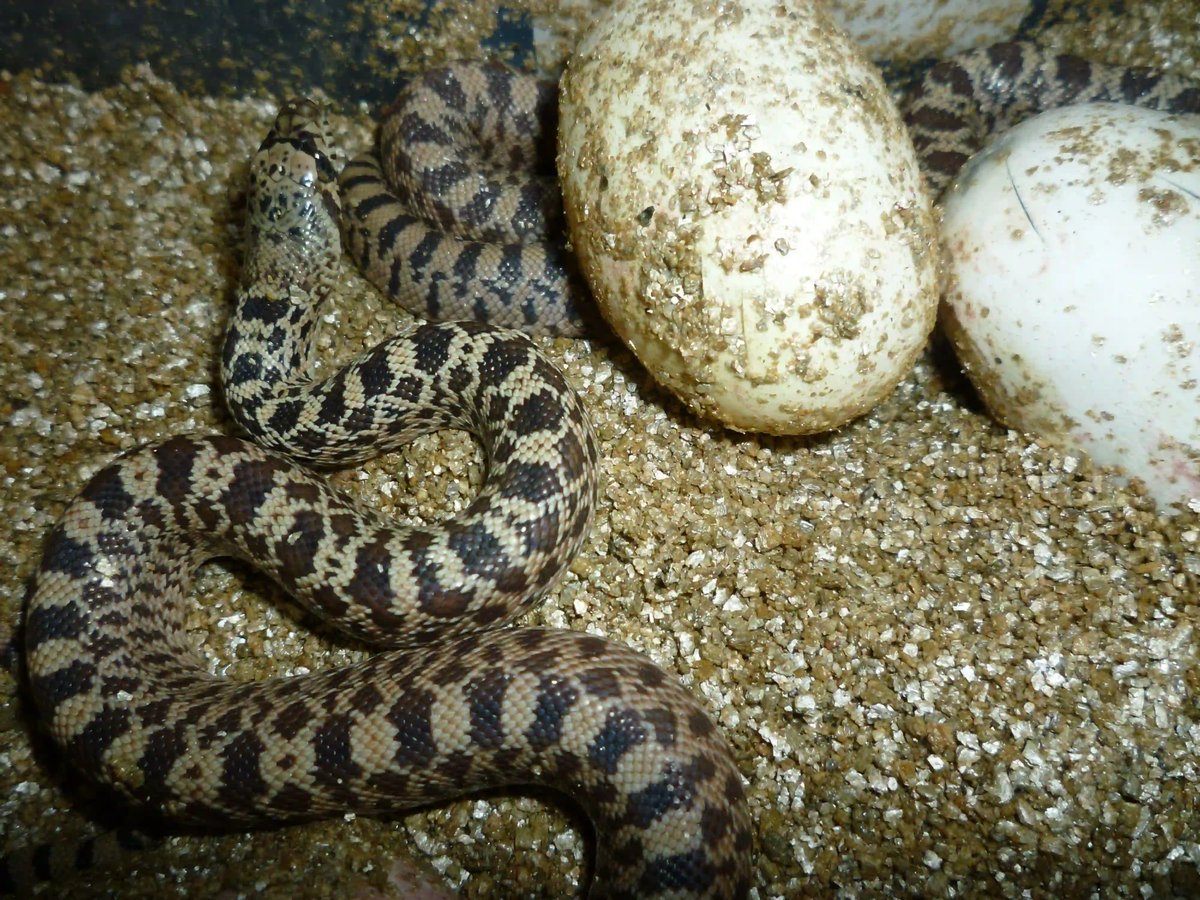 V Zoo Brno se vůbec poprvé podařilo odchovat užovku sanmartinskou