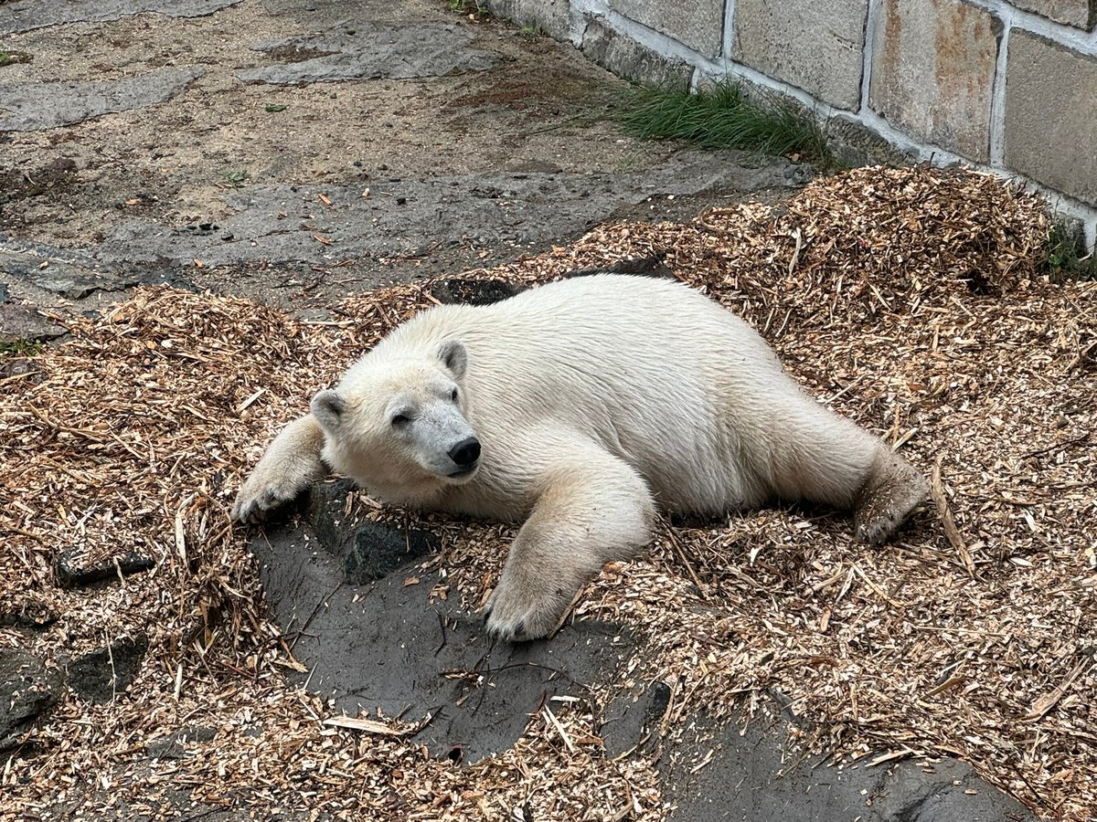 Zoo Brno tak nyní chová celkem pět dospělých samic ledního medvěda