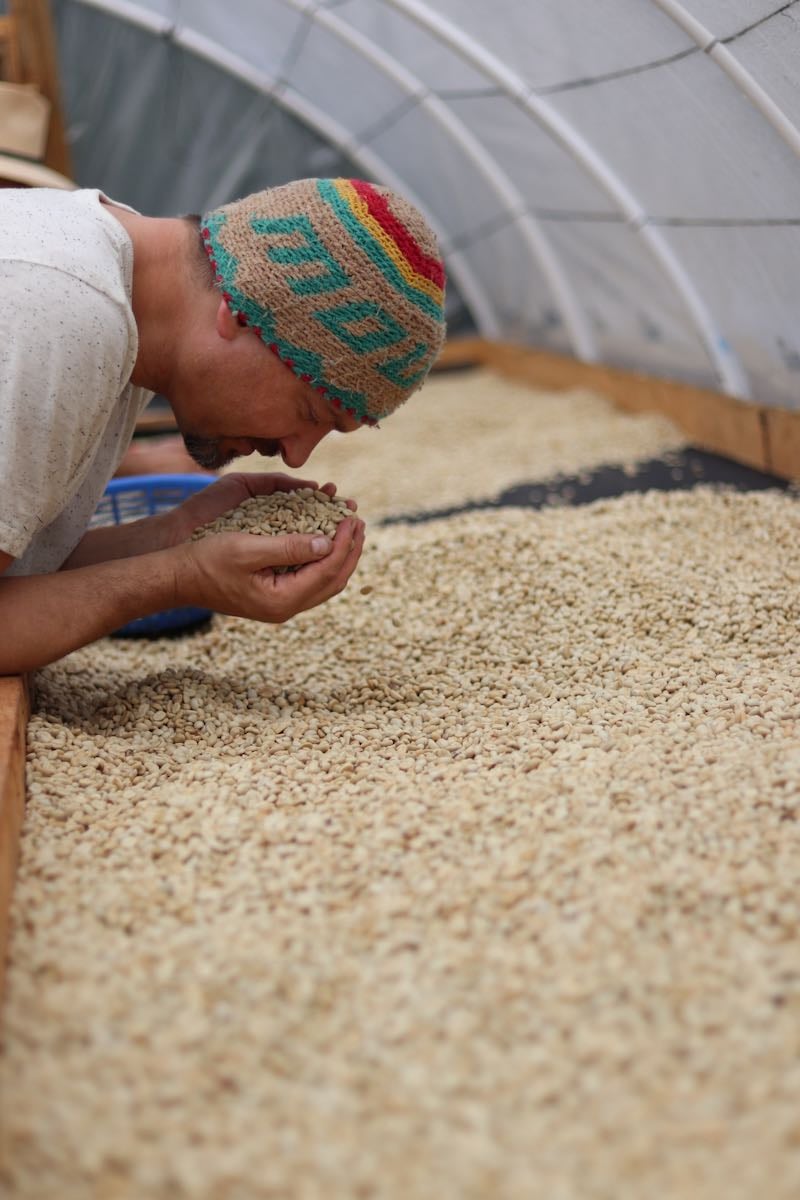 V qb coffee roasters na Veslařské upražili zrna Peru Kuntu s tóny ořechů a rooibosu