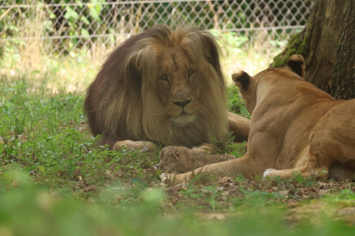 Lvíče v Zoo Brno zůstává – návštěvníci tak mohou sledovat její první krůčky. 