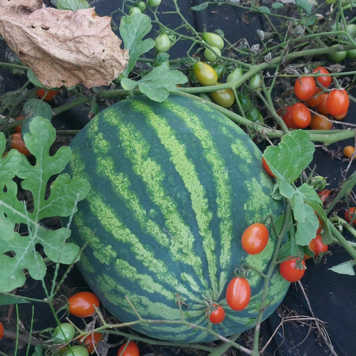 Zahrada Bez Starostí