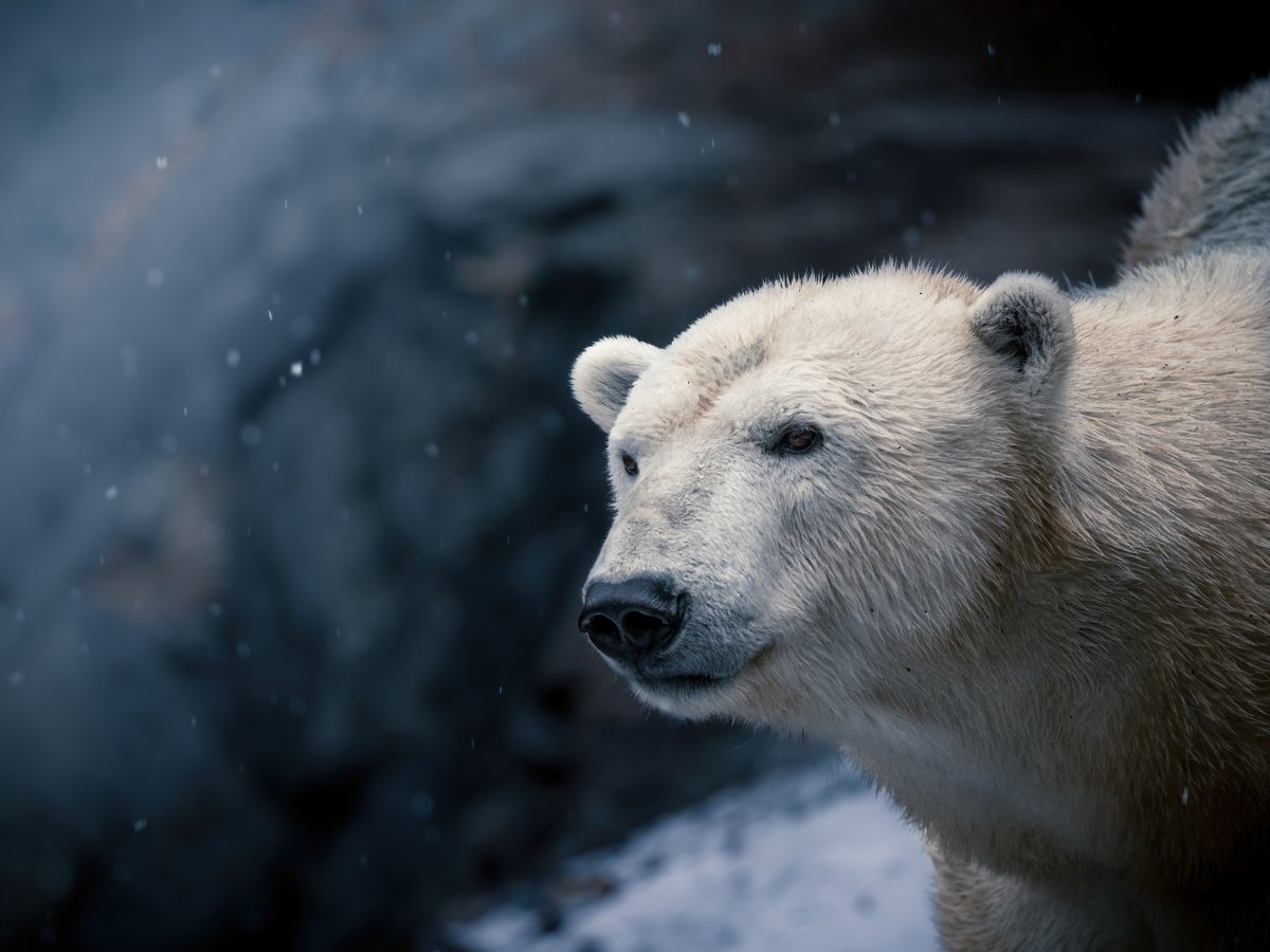 Lední medvědice Cora se na vás už těší