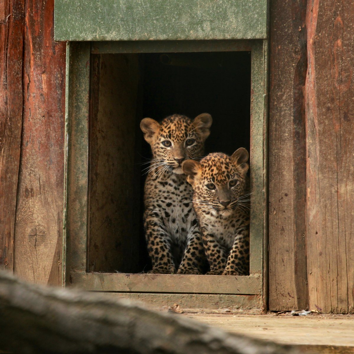 Nové přírůstky v Zoo Brno.