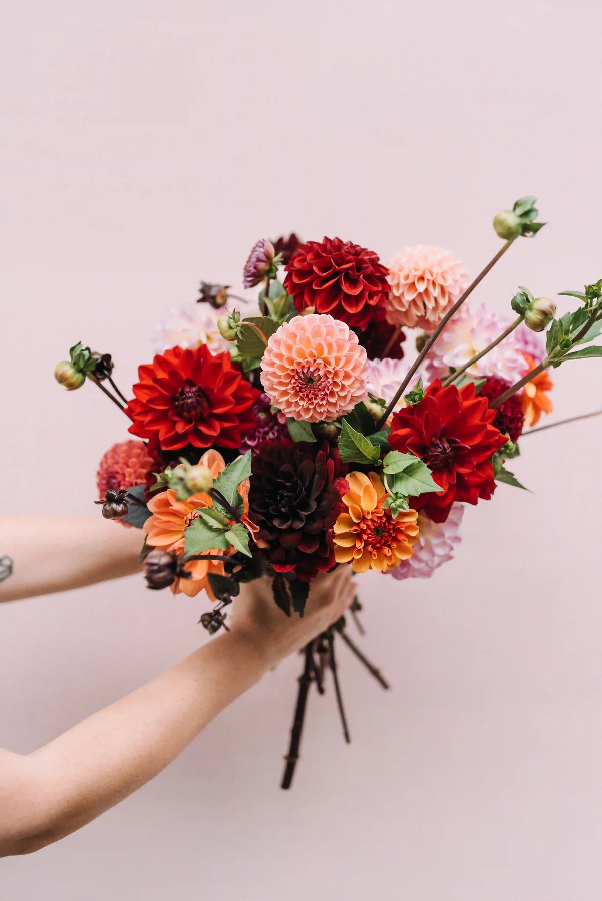 Zahradní kvítí Brno