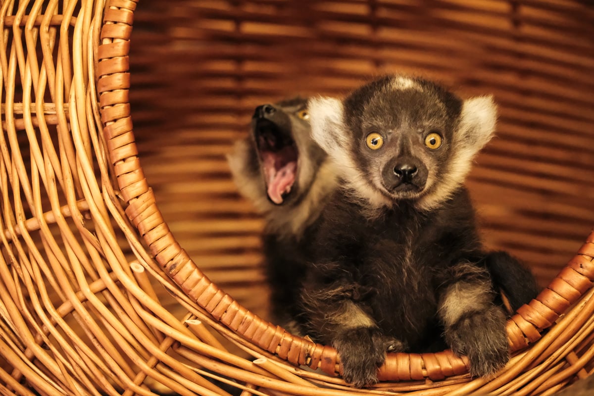 Mláďata lemurů vari černobílých