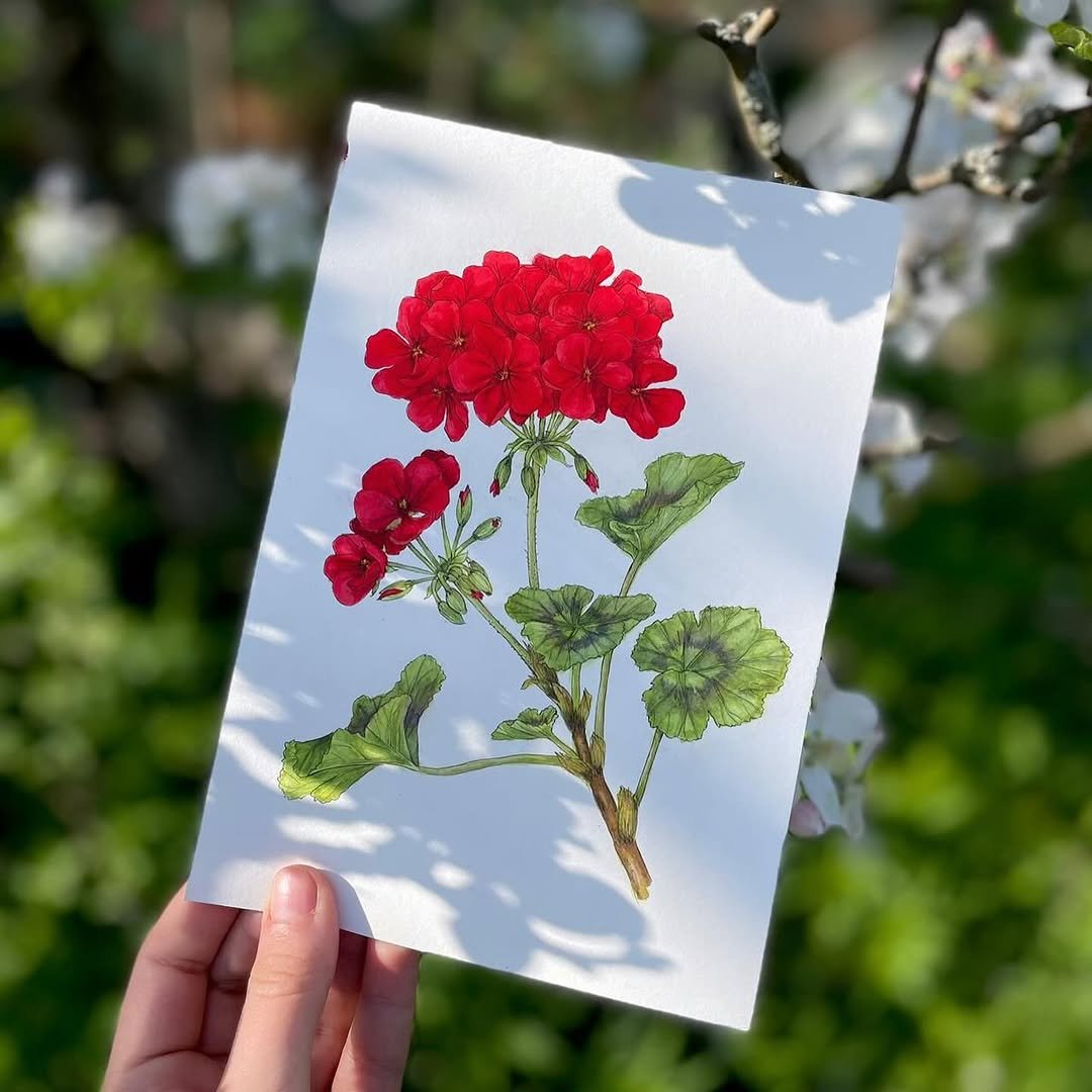 Botanické ilustrace v Holubníku