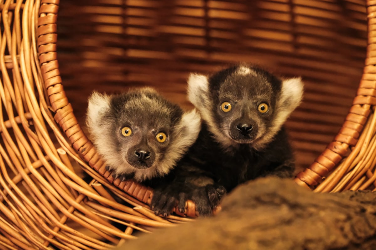 Mláďata lemurů vari černobílých