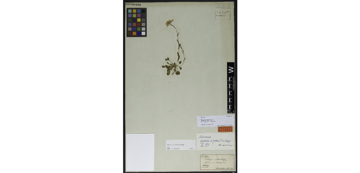 Vzorky objevené a popsané Emanuelem Von Friedrichsthalem