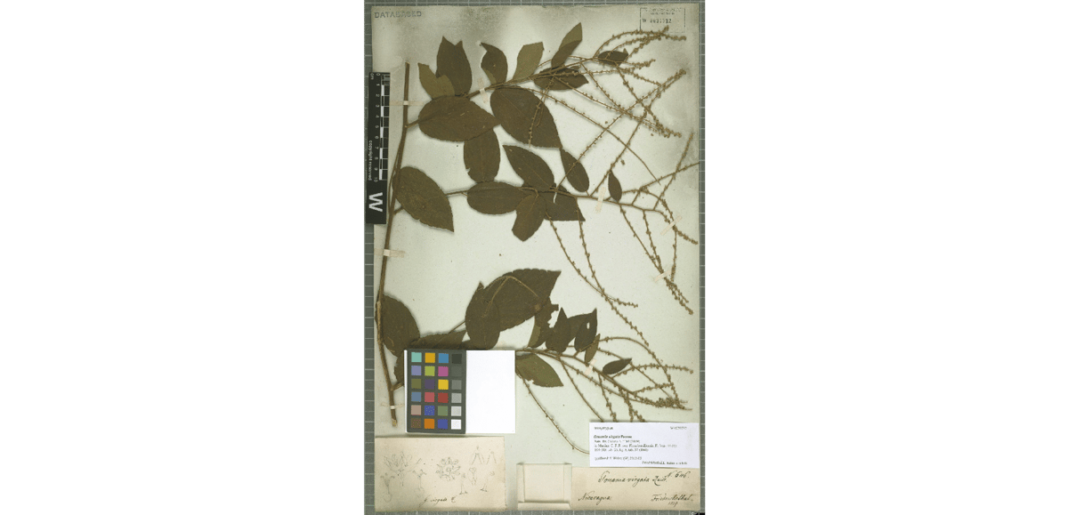 Vzorky objevené a popsané Emanuelem Von Friedrichsthalem