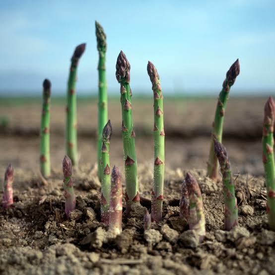 Zelený chřest je taková nejznámější klasika. Výrazný chutí s jemnou slupkou.