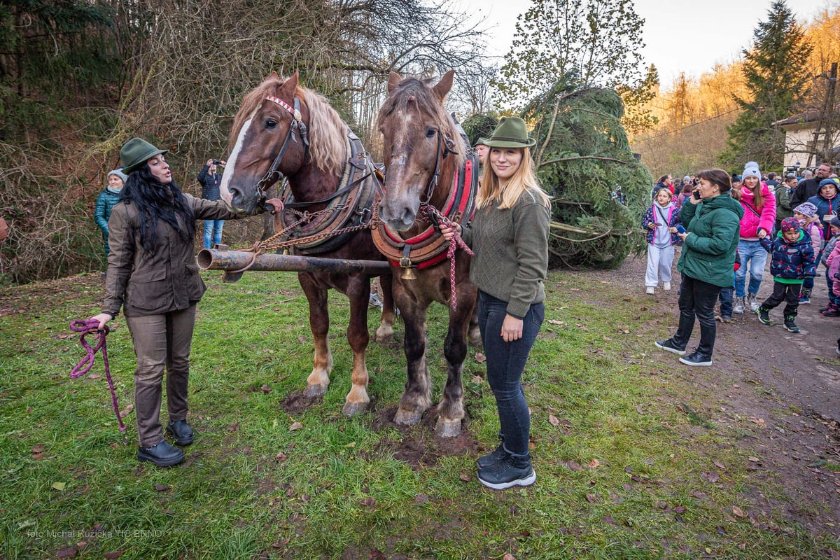 Převoz stromu z Bílovic