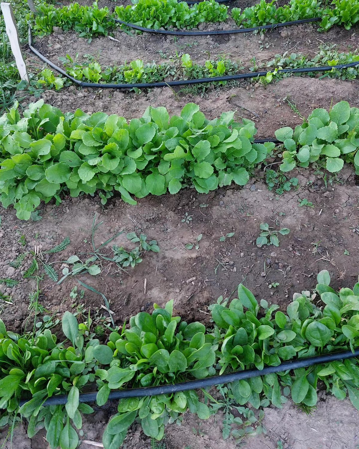 Zahrada Bez Starostí