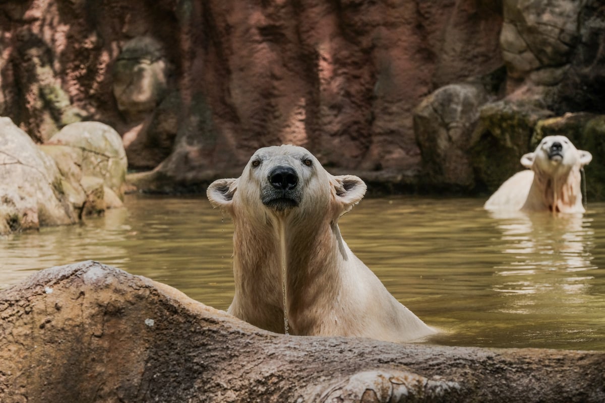 Anna, Elsa a Cora se staly harmonickou skupinou. 