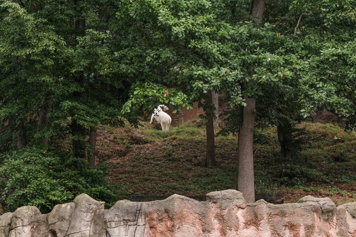 Pohyb v novém výběhu.