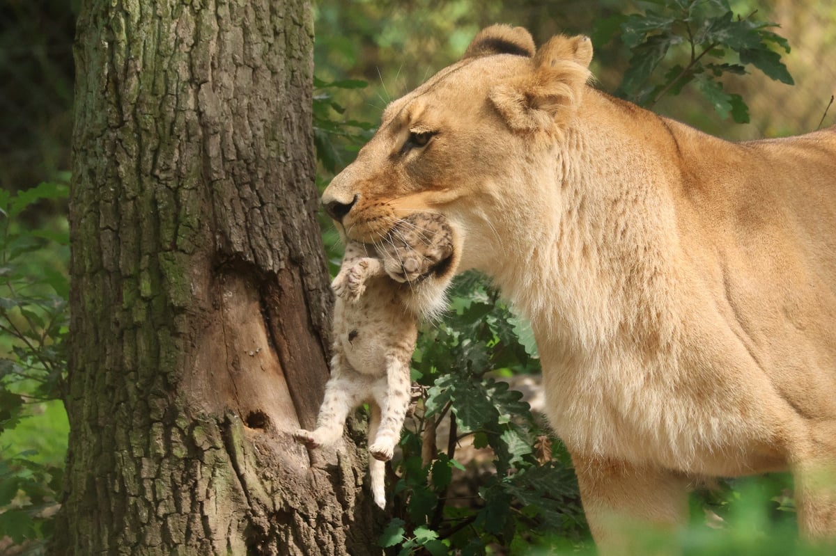 V druhé polovině července se v expozici lvů konžských narodilo lvíče.