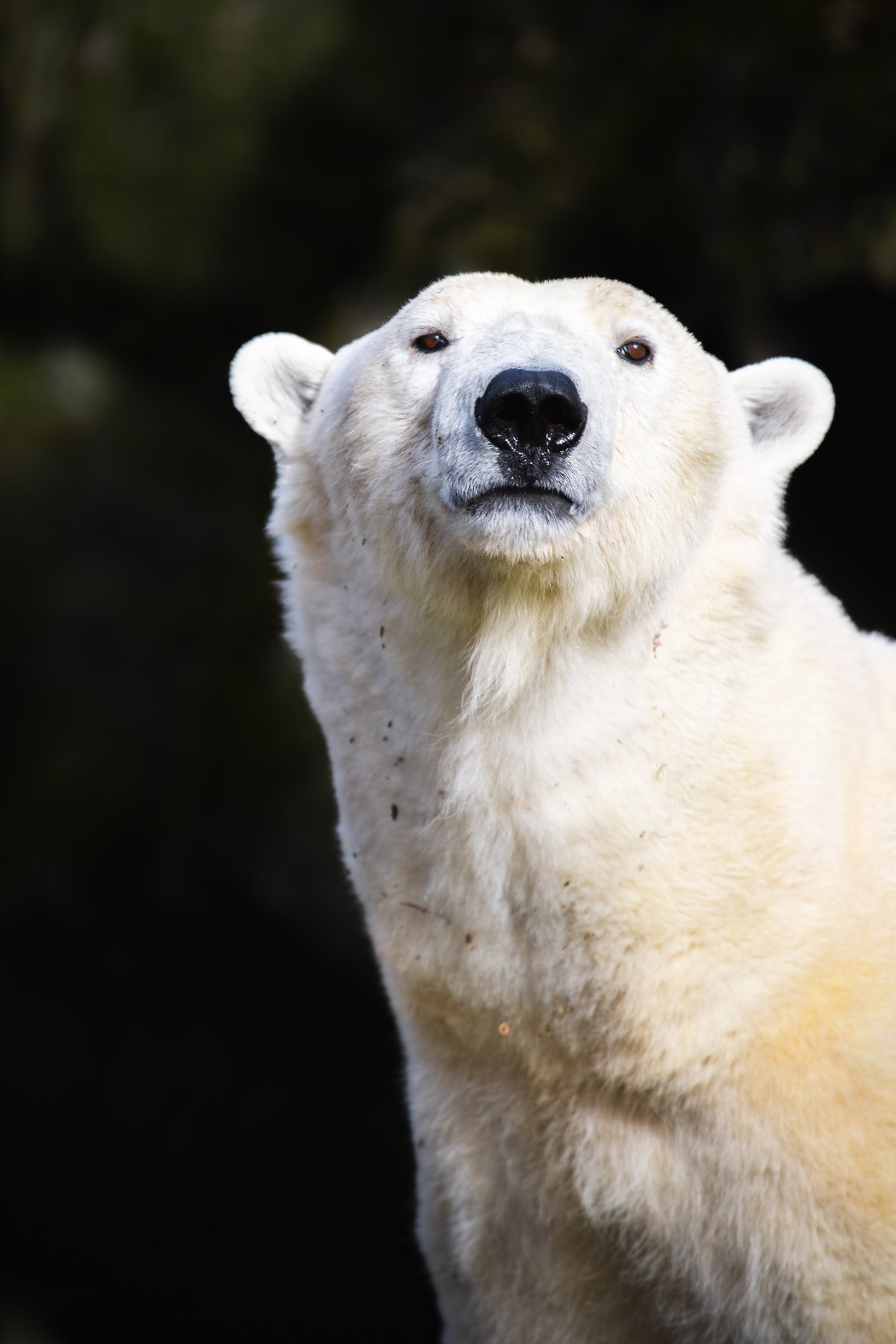 Velkým návratem léta bude lední medvědice Cora