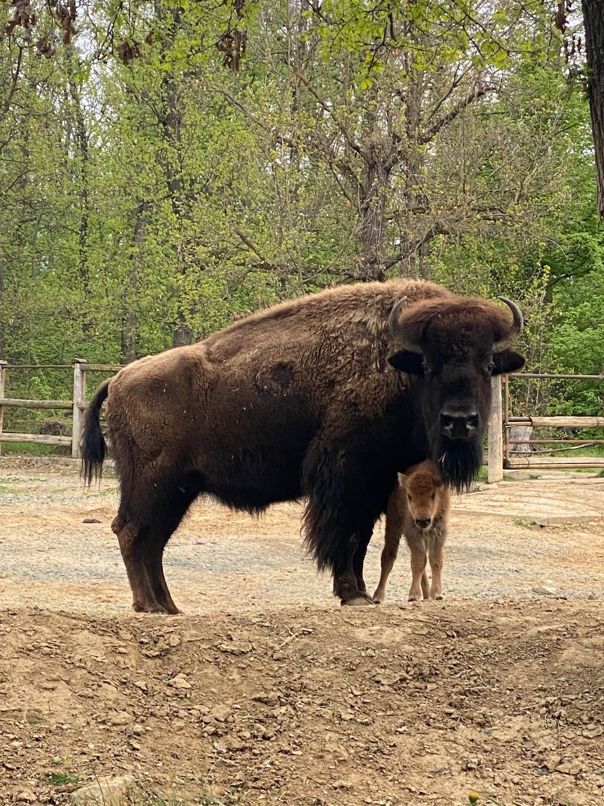 Největší rozruch momentálně panuje u výběhu bizonů amerických, kde se narodila dvě nová mláďata