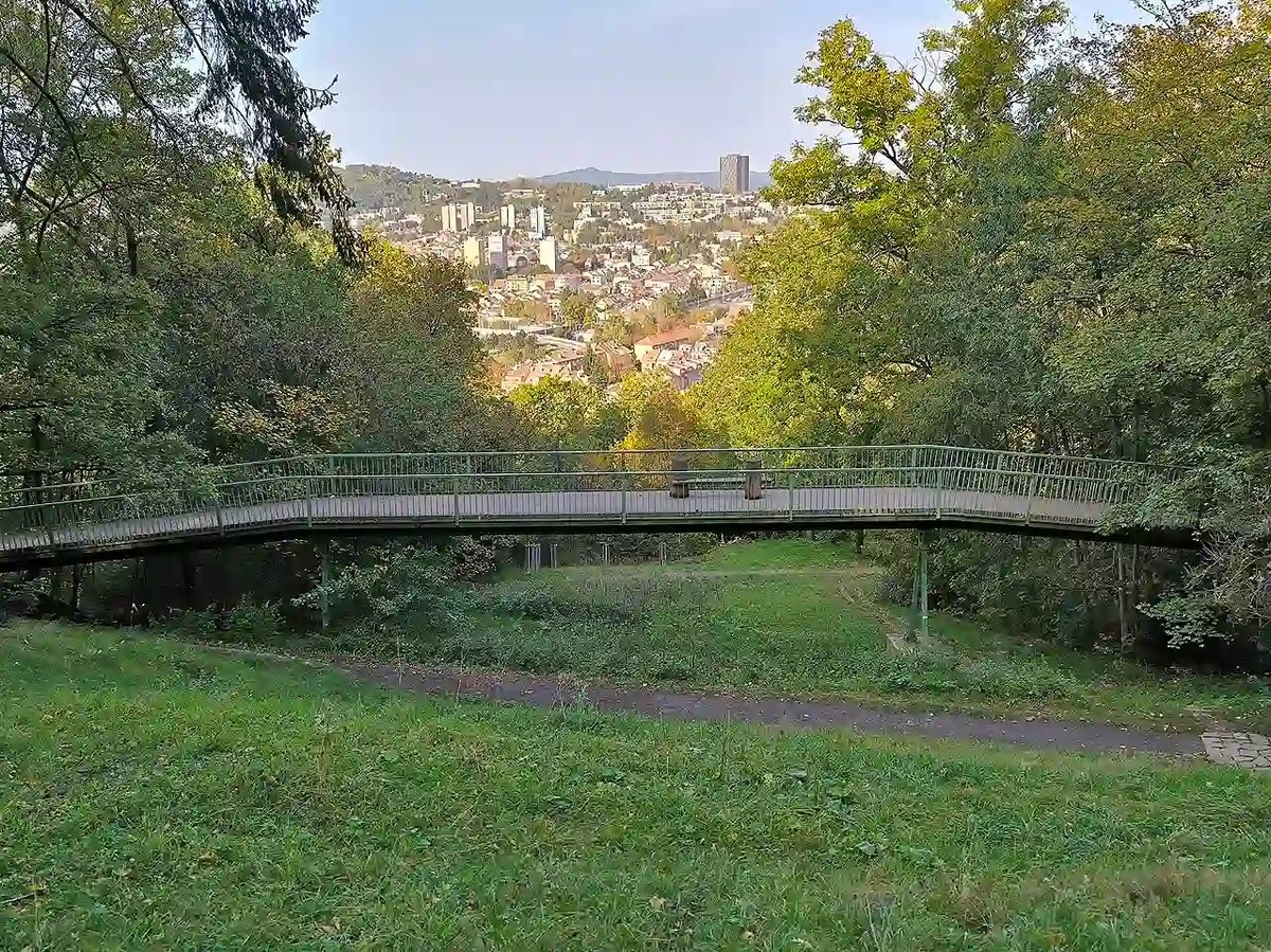 Wilsonův les
