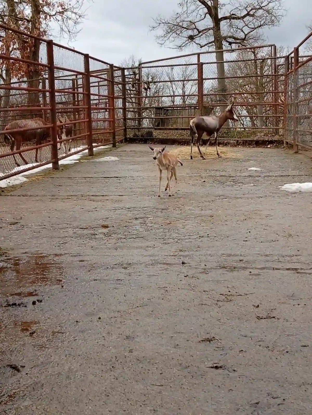 Dalším přírůstkem je mládě buvolce běločelého.