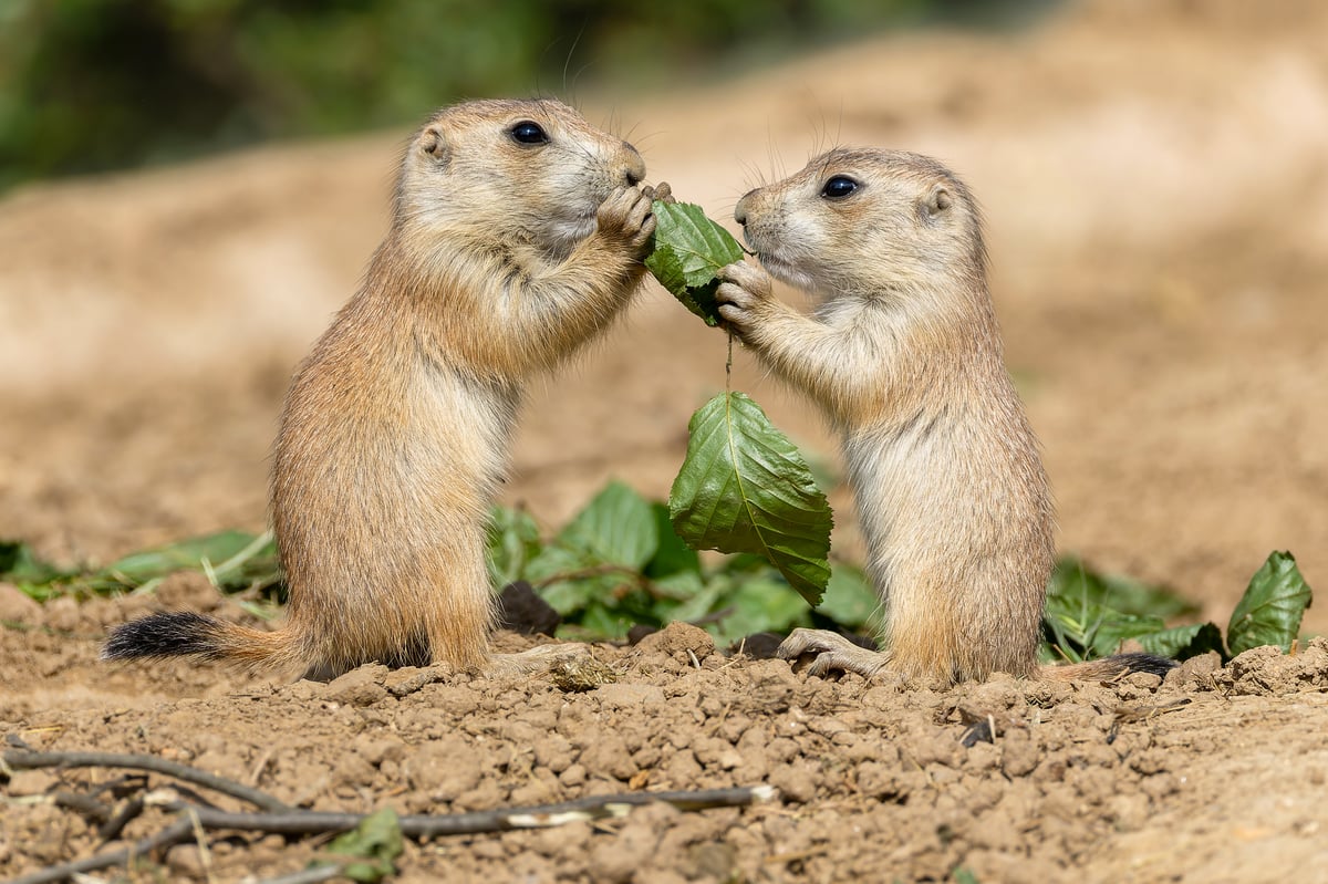 Mláďata psouna prémiového