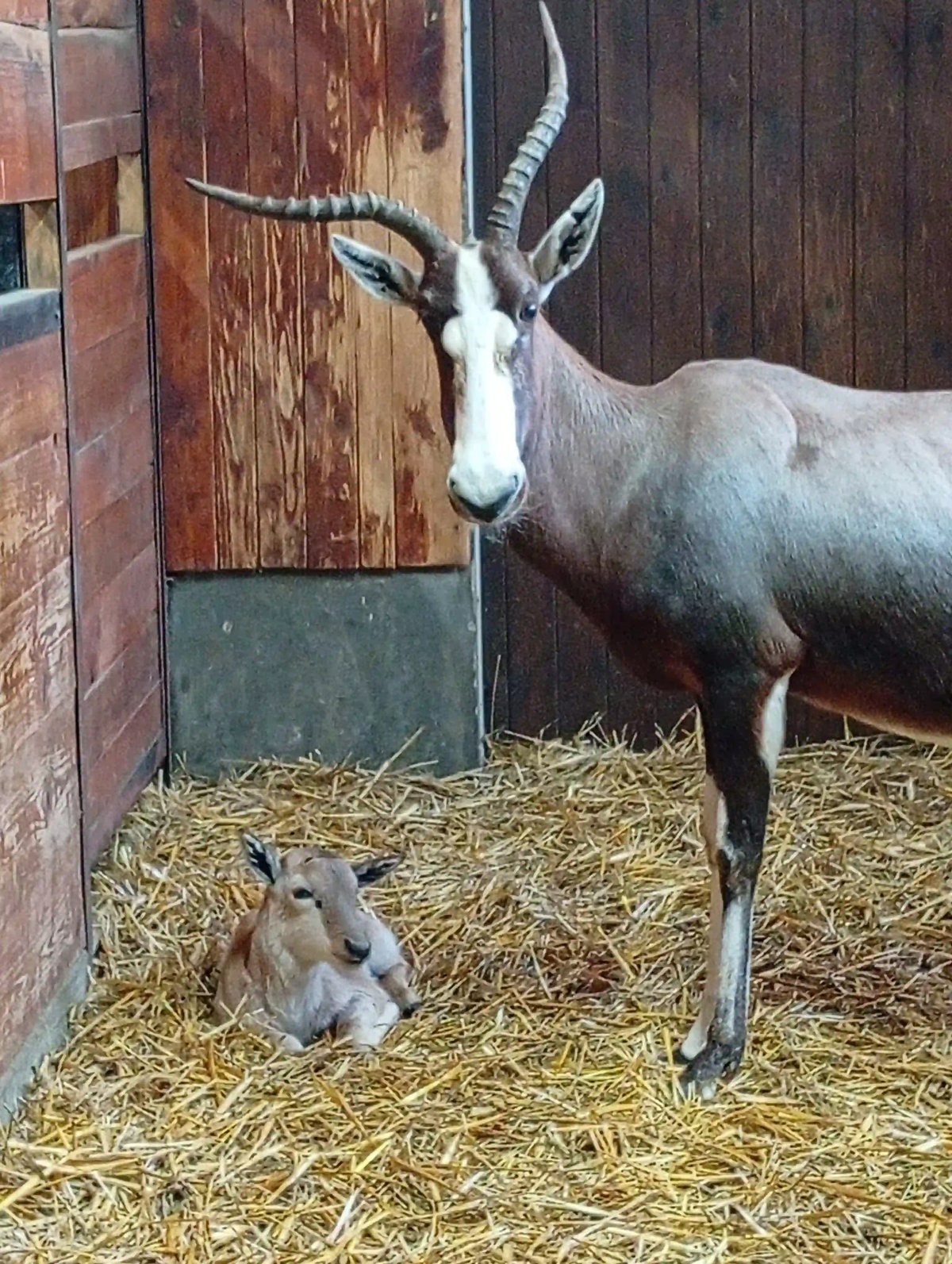 Dalším přírůstkem je mládě buvolce běločelého.