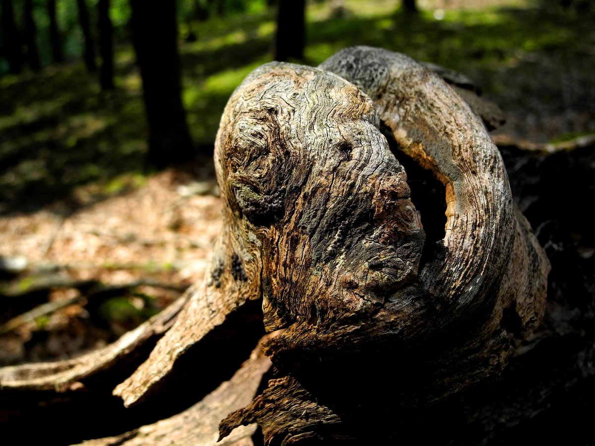 Do netradičního muzea do Slavonic