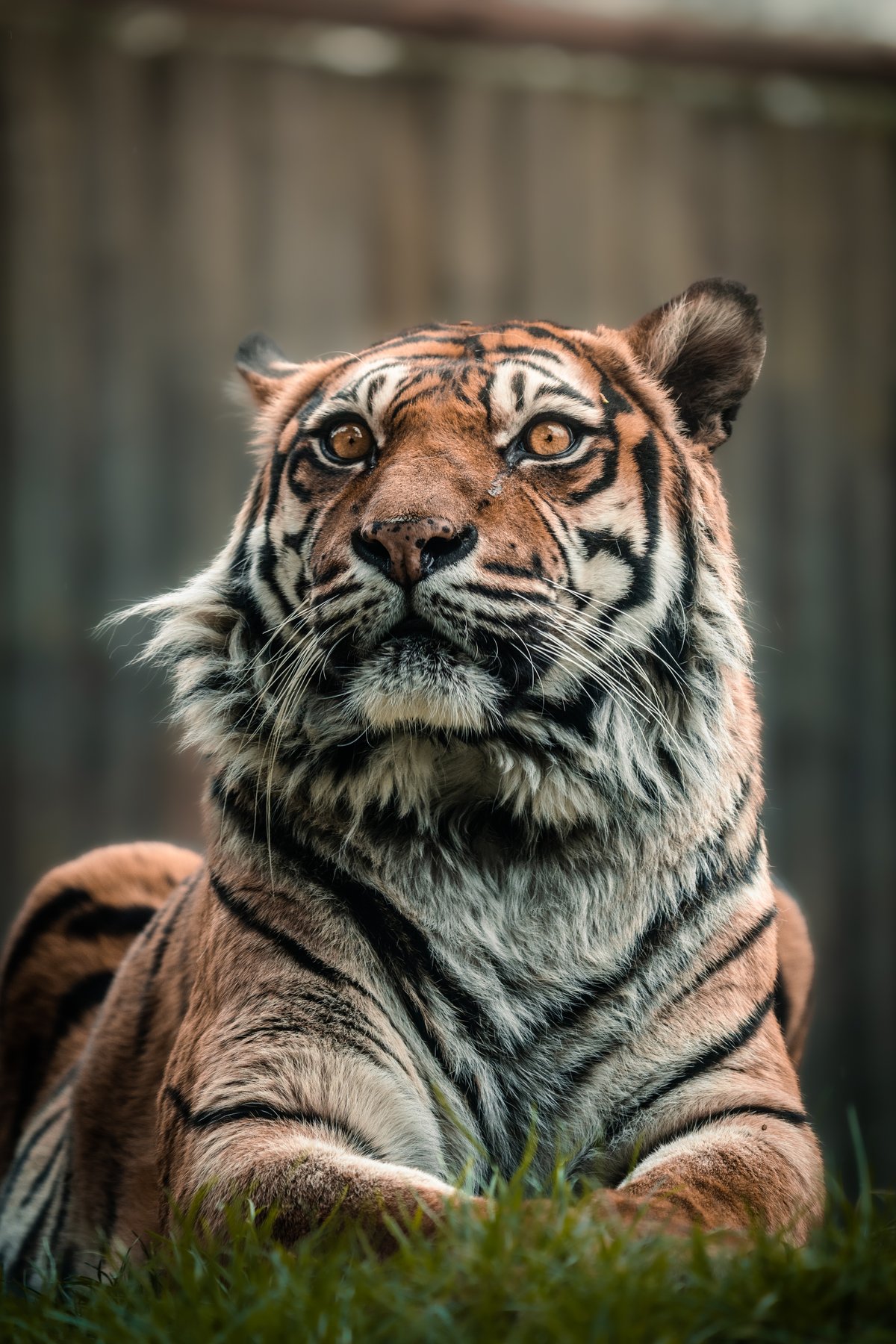 Své místo v zoo rozšíří také tygři sumaterští