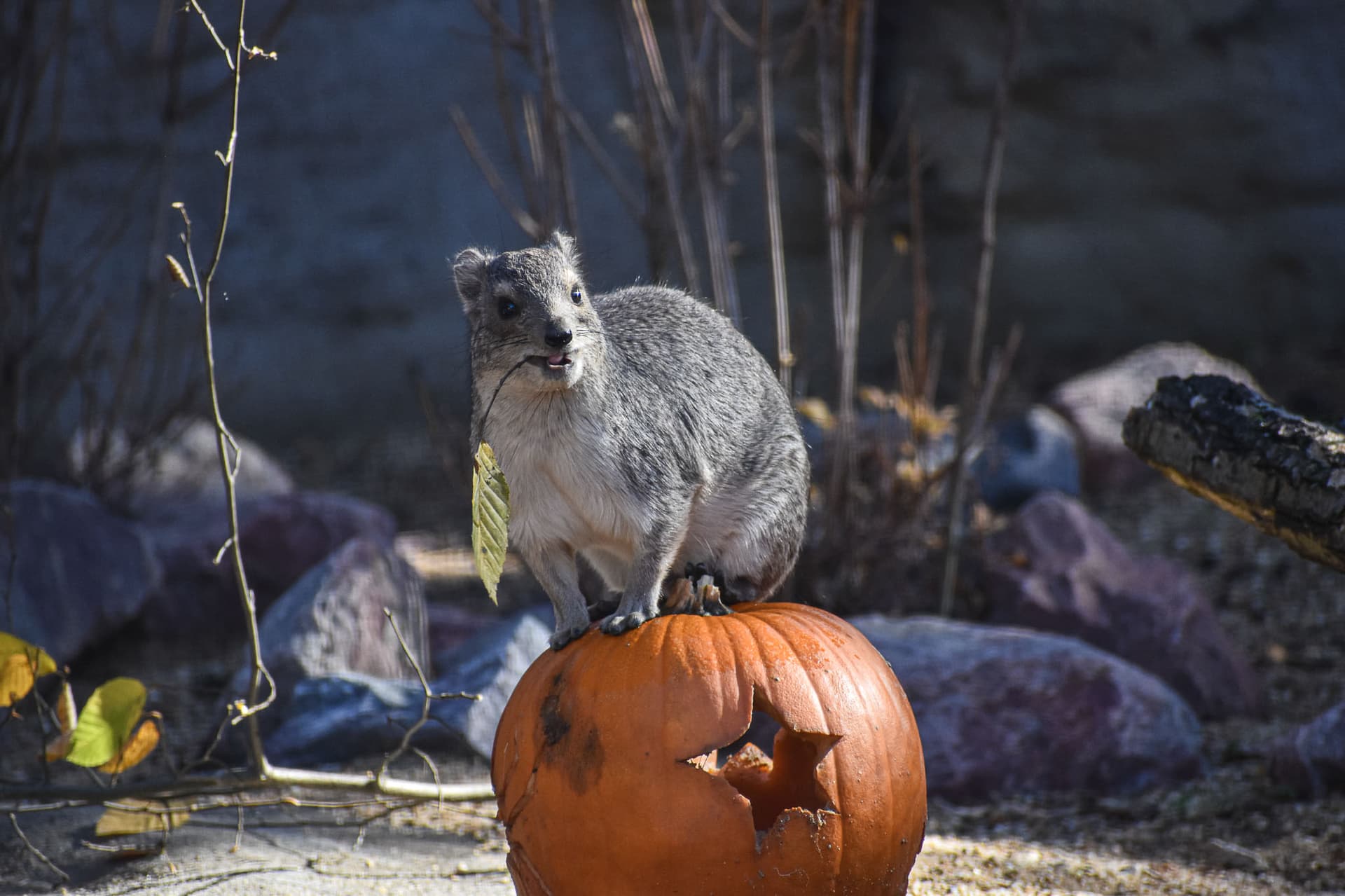 Halloween v Zoo Brno