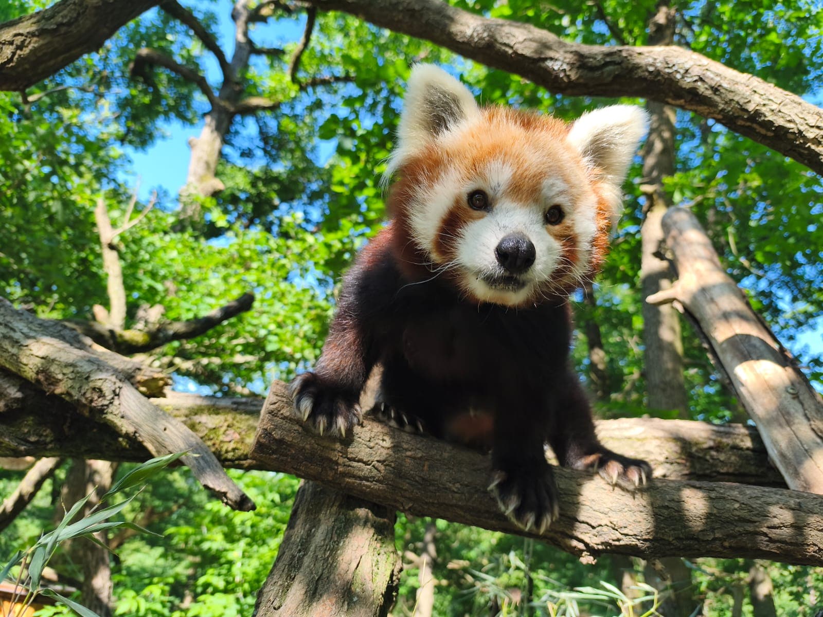 Pět ledních medvědic, šest malých manulů a spousta dalších mláďat. Zoo Brno zve na mimořádné léto