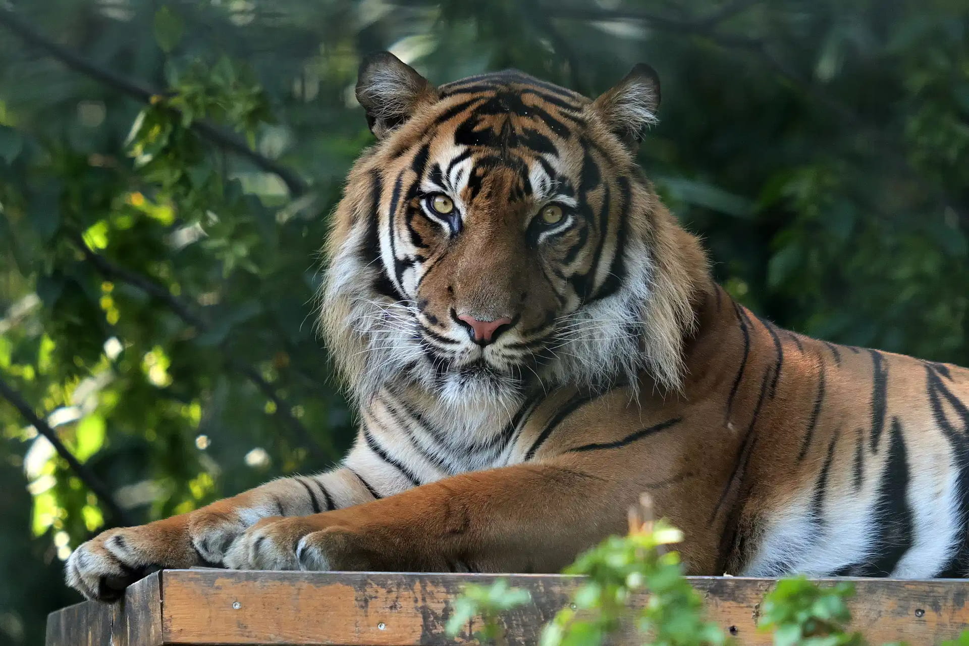Nový tygr zahájil podzim plný událostí v Zoo Brno