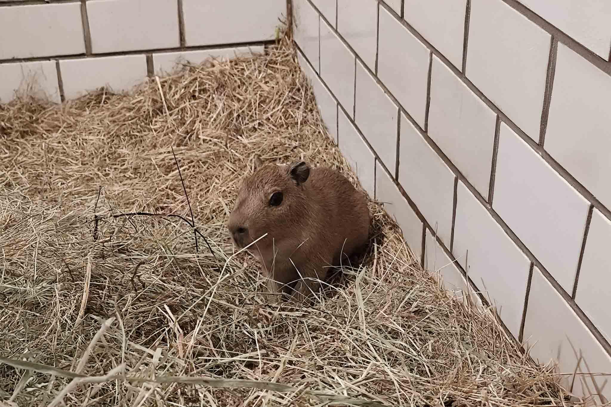 Velkou radost dělají tři nová mláďata kapybar