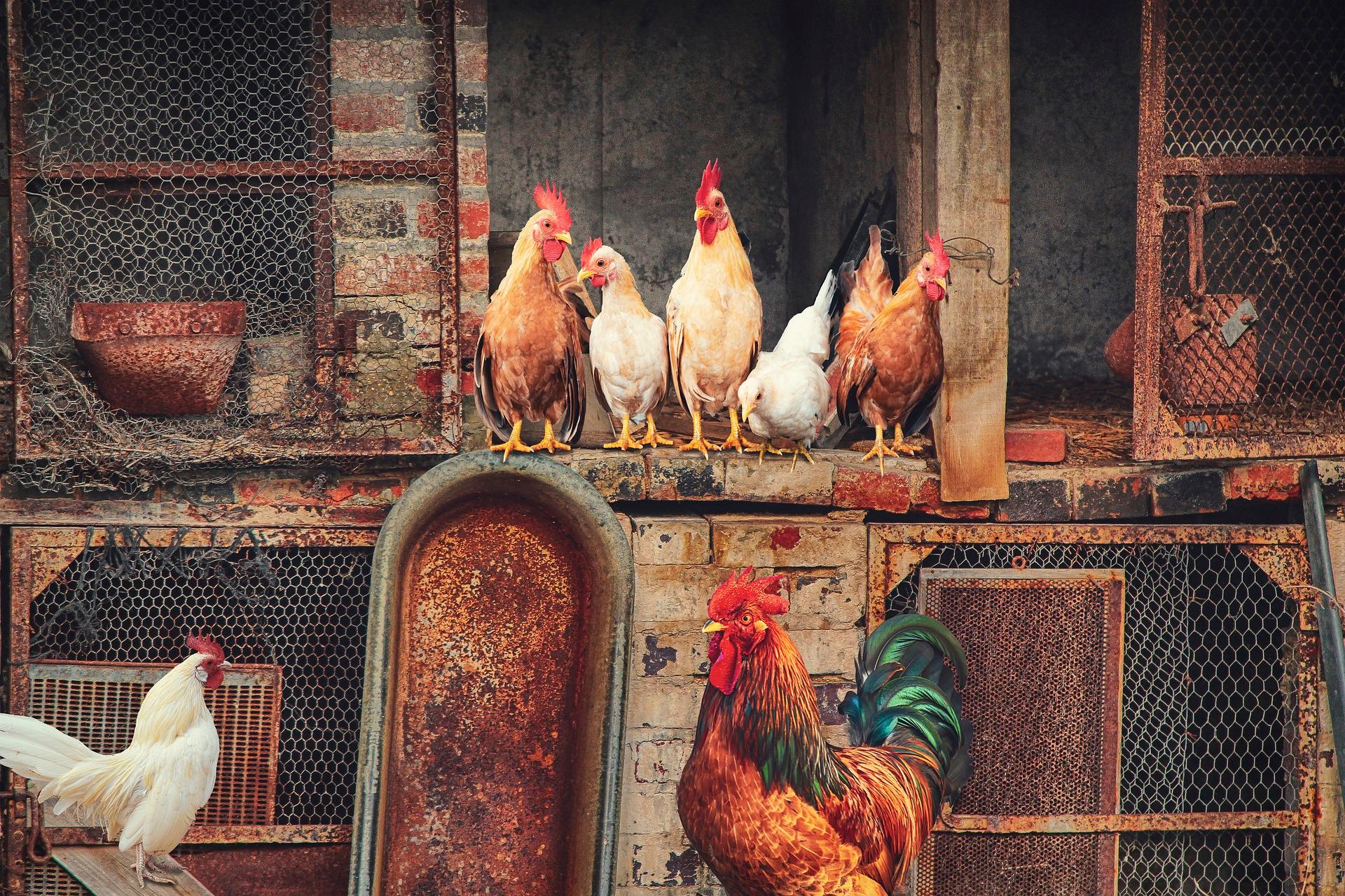 Kohout předpovídá, kdy poznáte svoji lásku