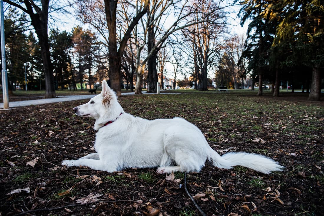 Schreberovy zahrádky.