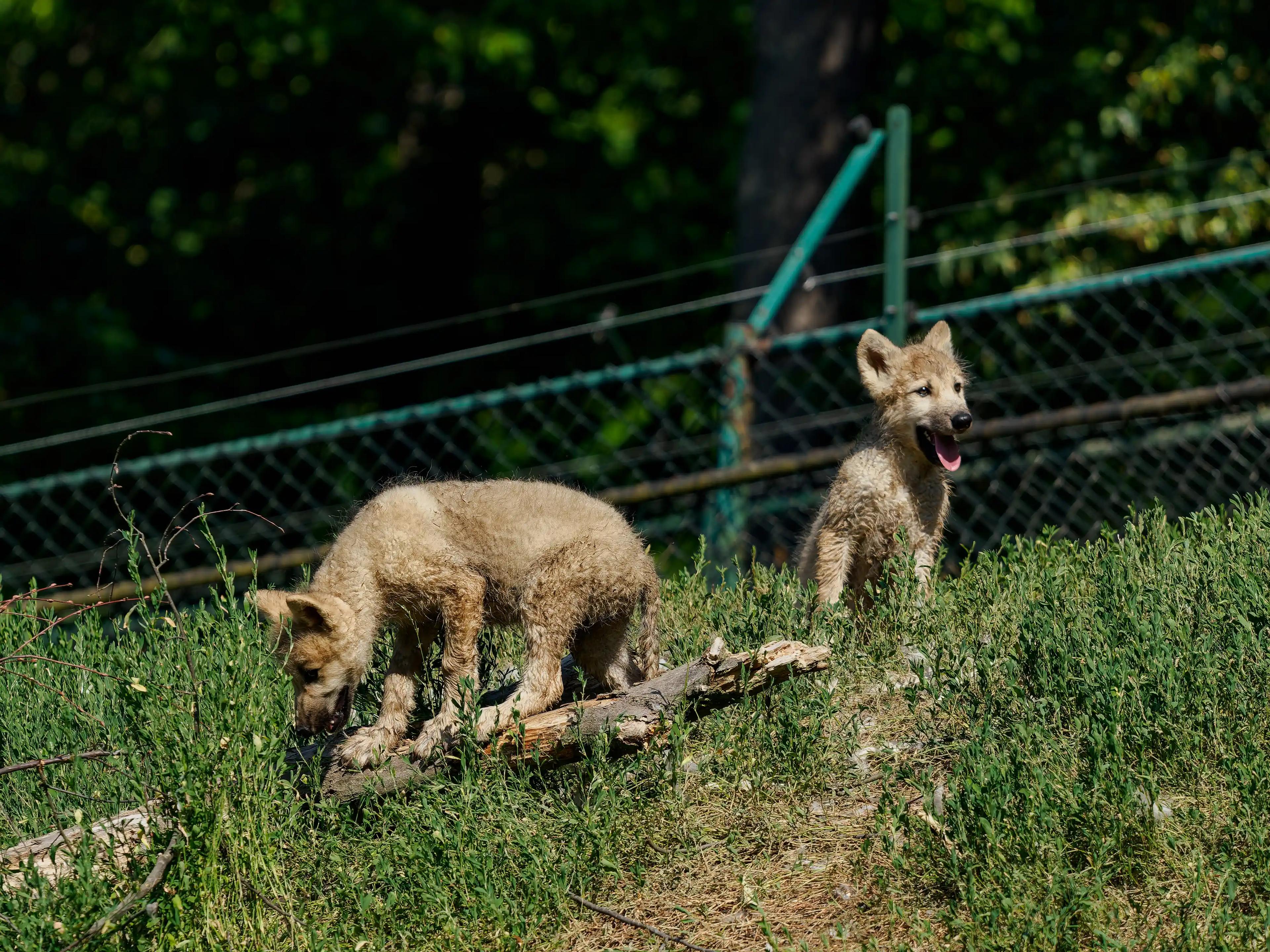 Mláďata vlka arktického v Zoo Brno