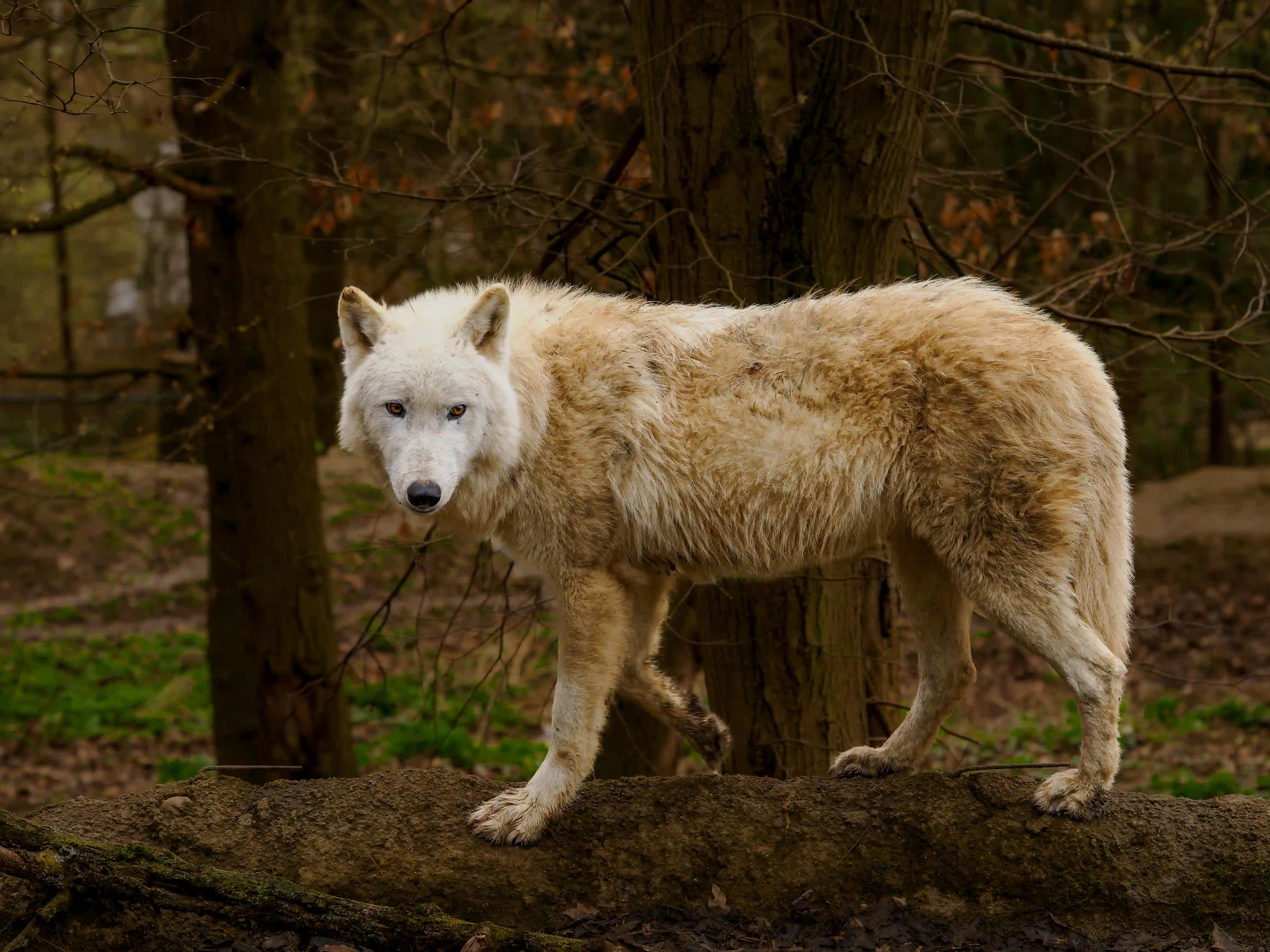 Zoo Brno 2026: Novinky letošního jara, které změní vaši příští návštěvu