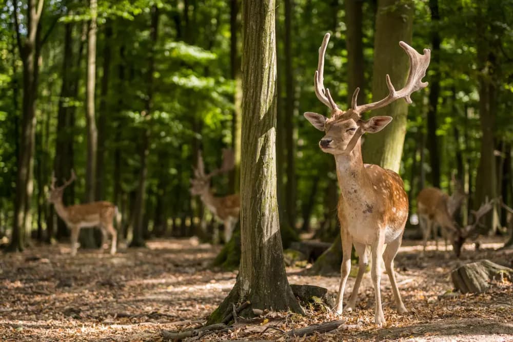 Oboru Holednou doporučujeme především milovníkům městské fauny.