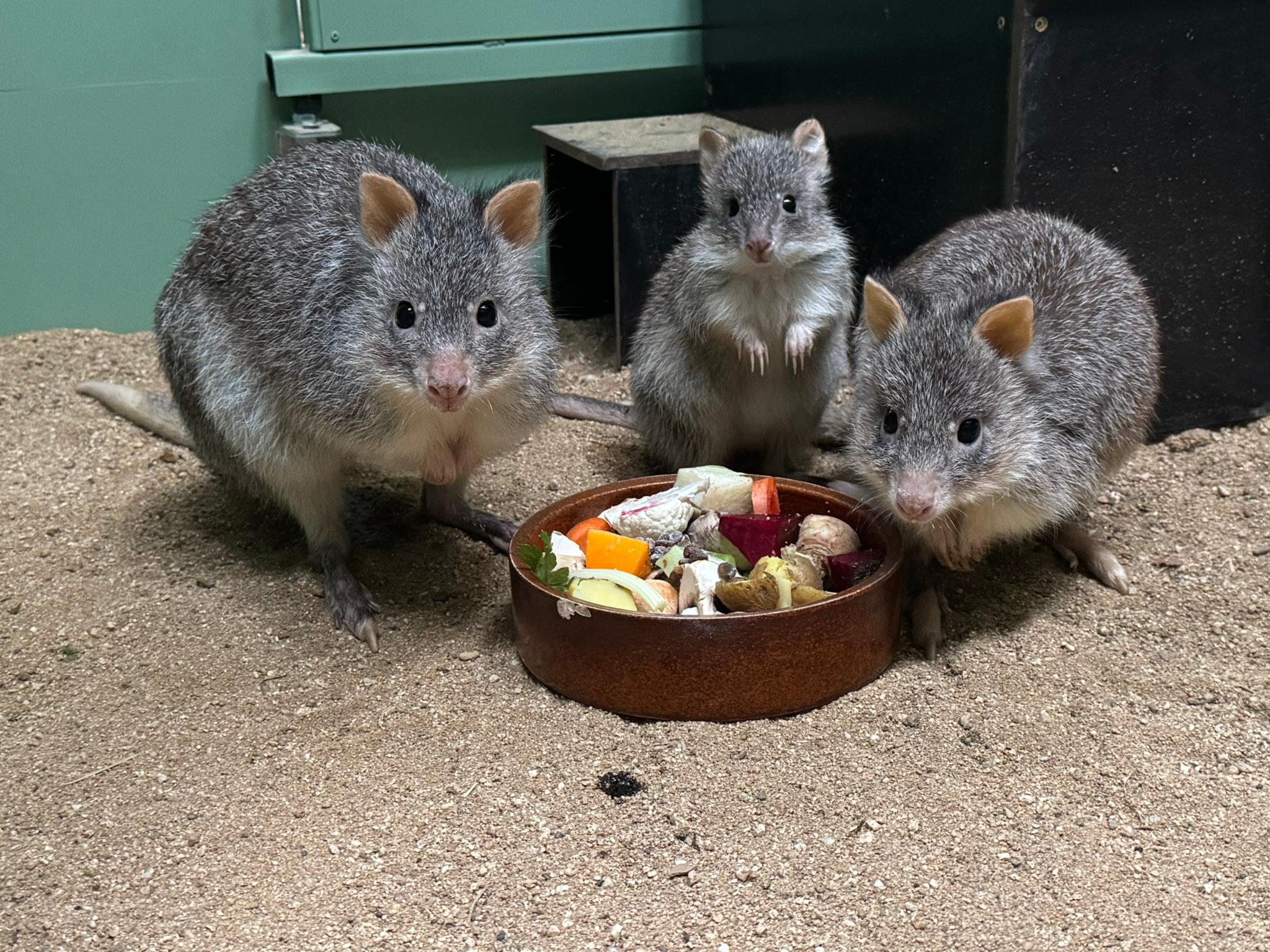 Jednou z nejmilejších novinek posledních měsíců je mládě klokánka rudohnědého. 