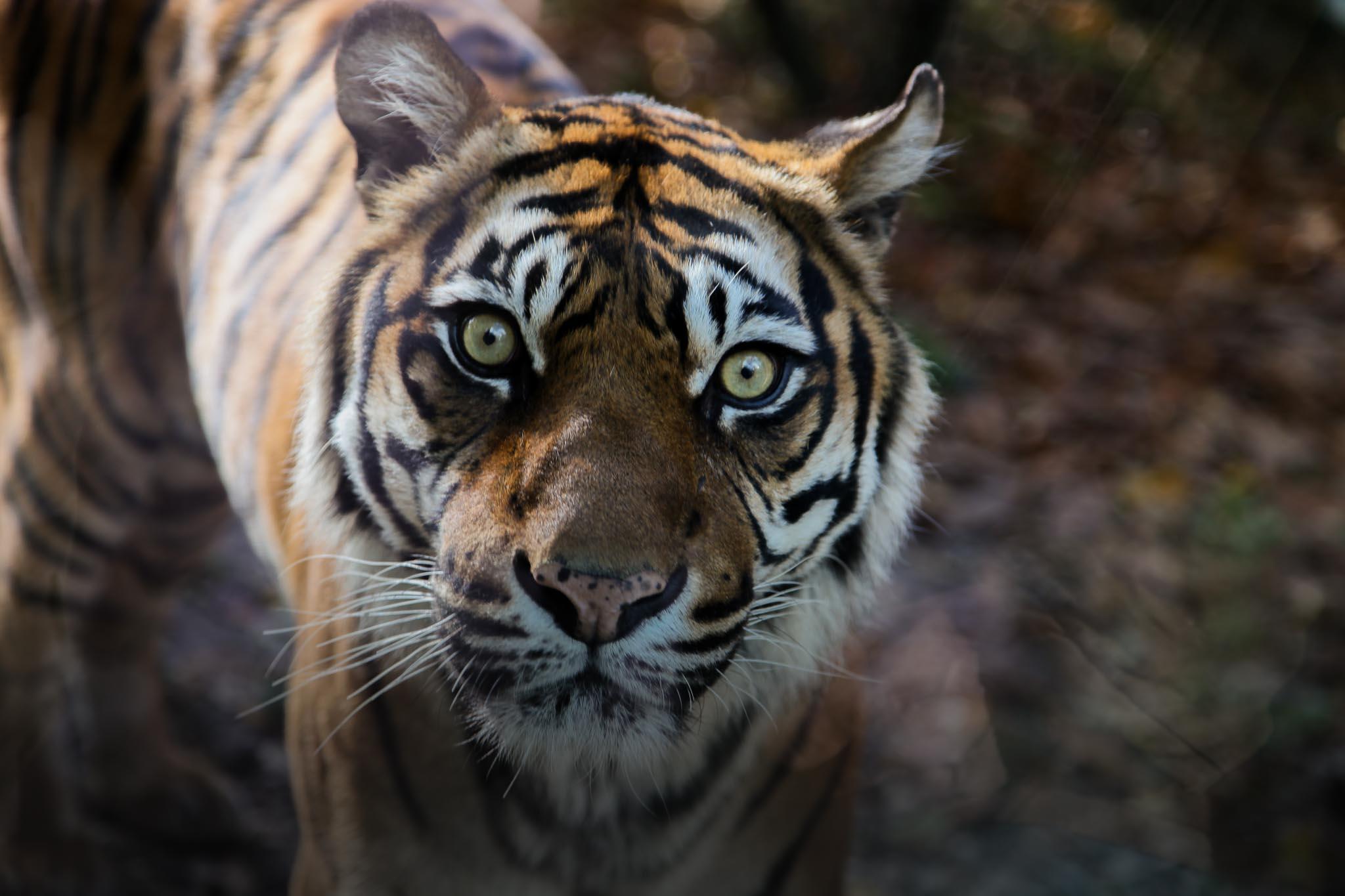 Návštěvníky potěší také příjezd nového tygra sumaterského.