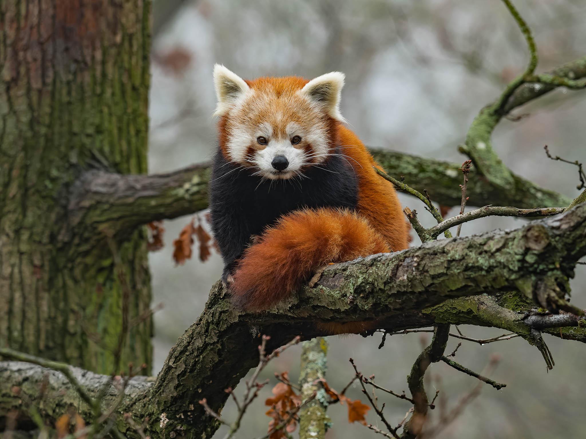 Klokánci, lední medvědi i přednášky. Proč je zimní návštěva Zoo Brno nejlepším nápadem sezóny?