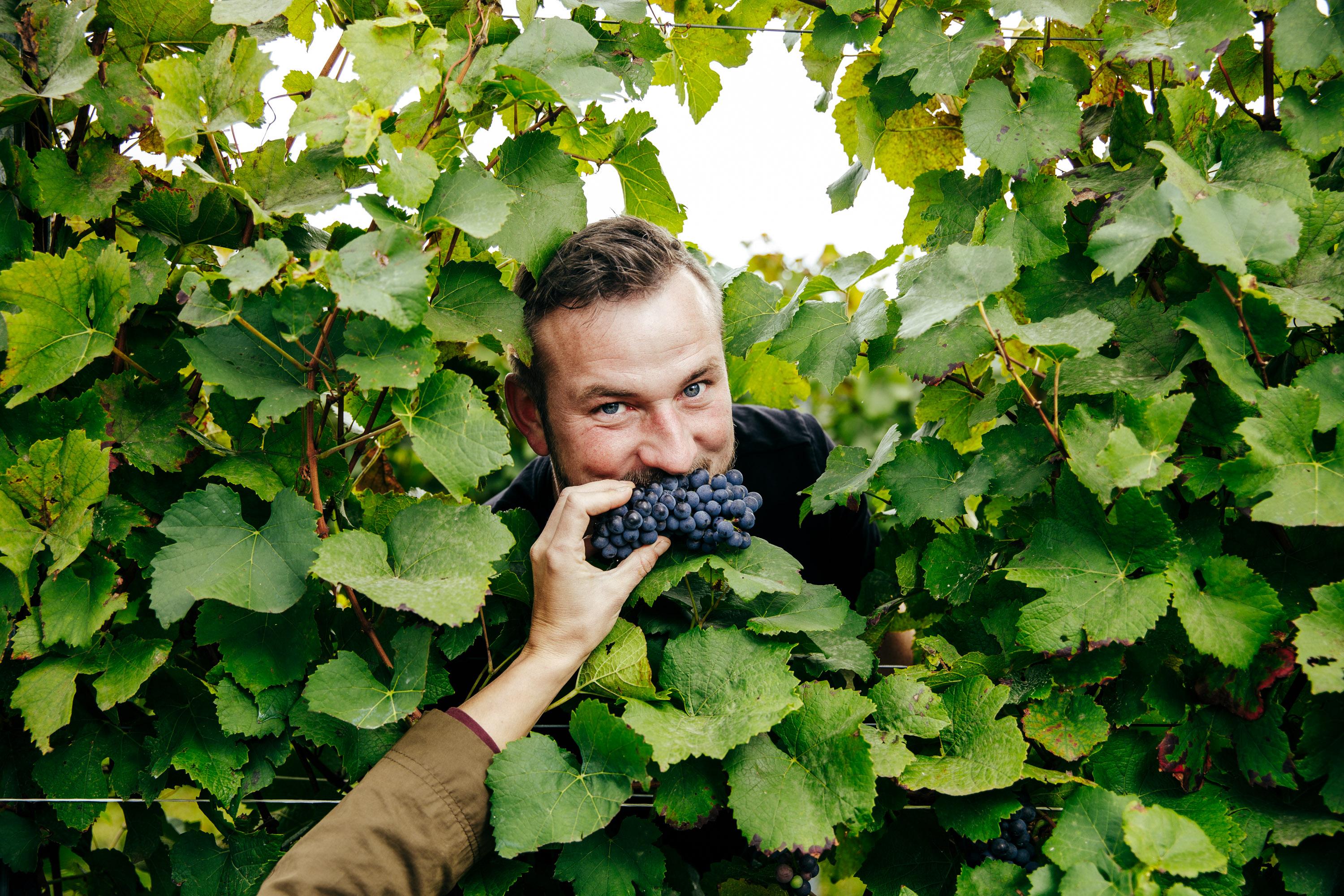 Jakub Zborovský z vinařství Syfany