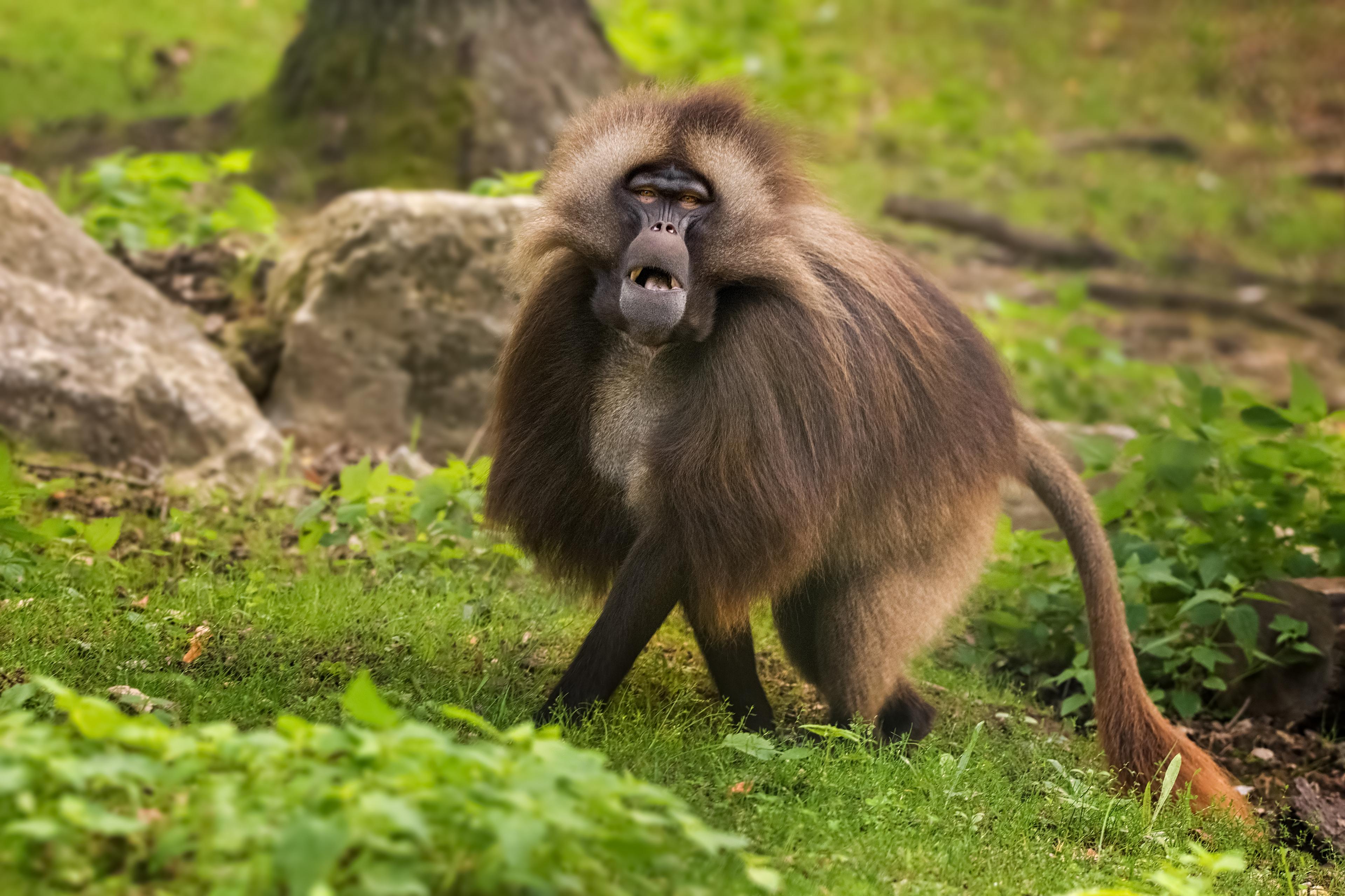 Dželada v brněnské zoo.