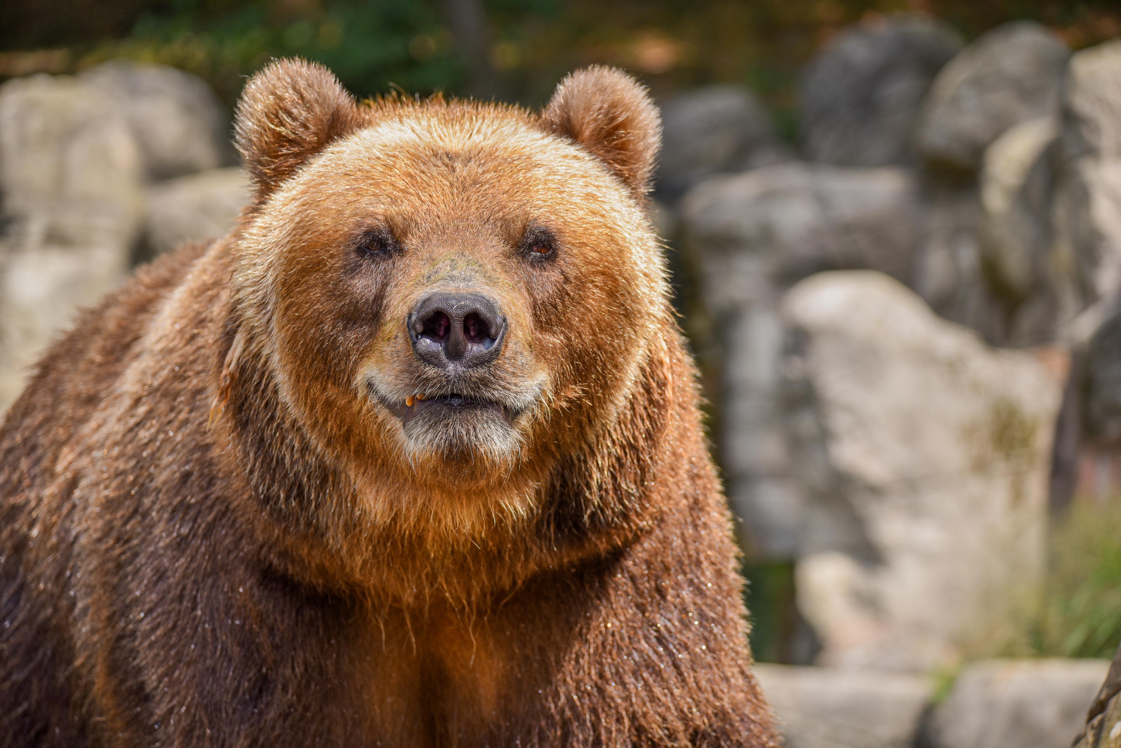 Brněnská zoo se rozloučila s Irinou
