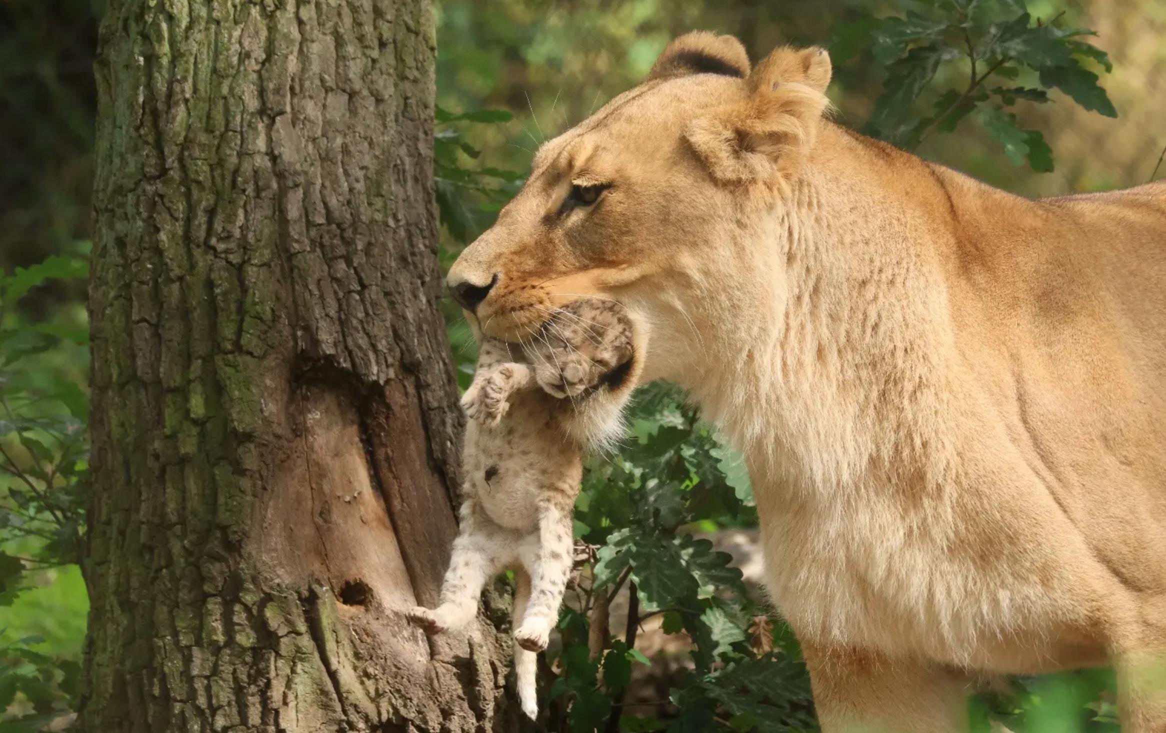 Malá samice lva konžského se stala letošní senzací.