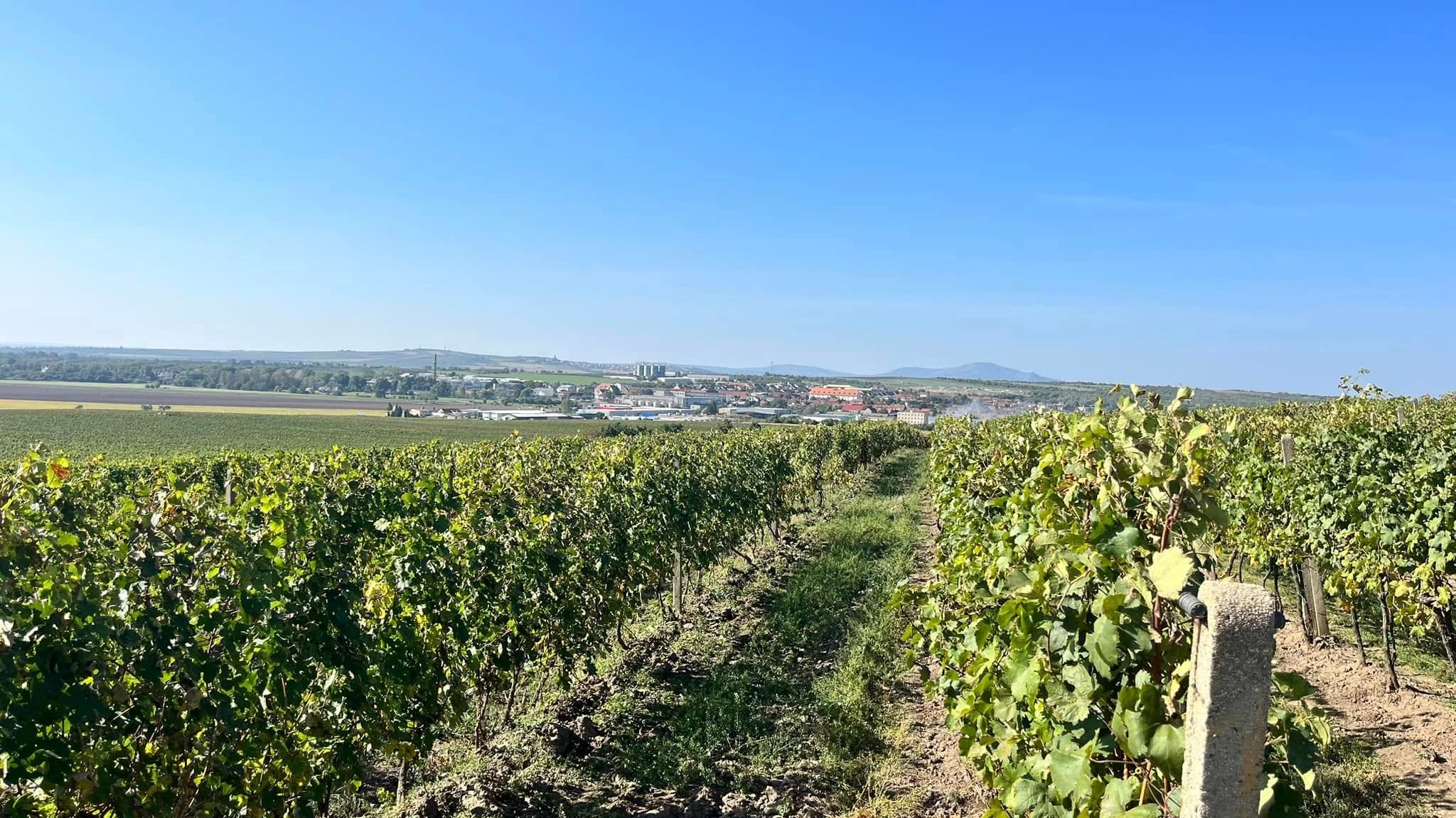 Vinohrady Vinařství Baraque