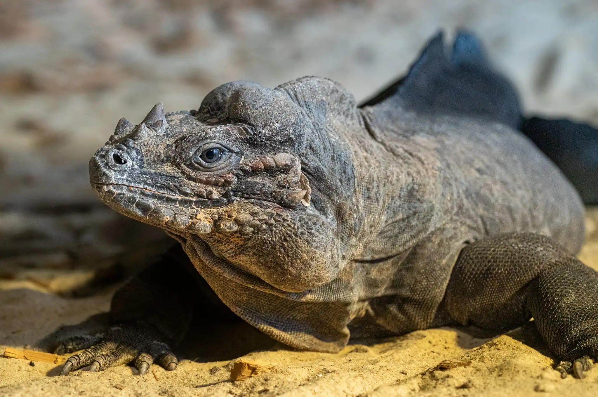 Jaro v Zoo Brno právě startuje!