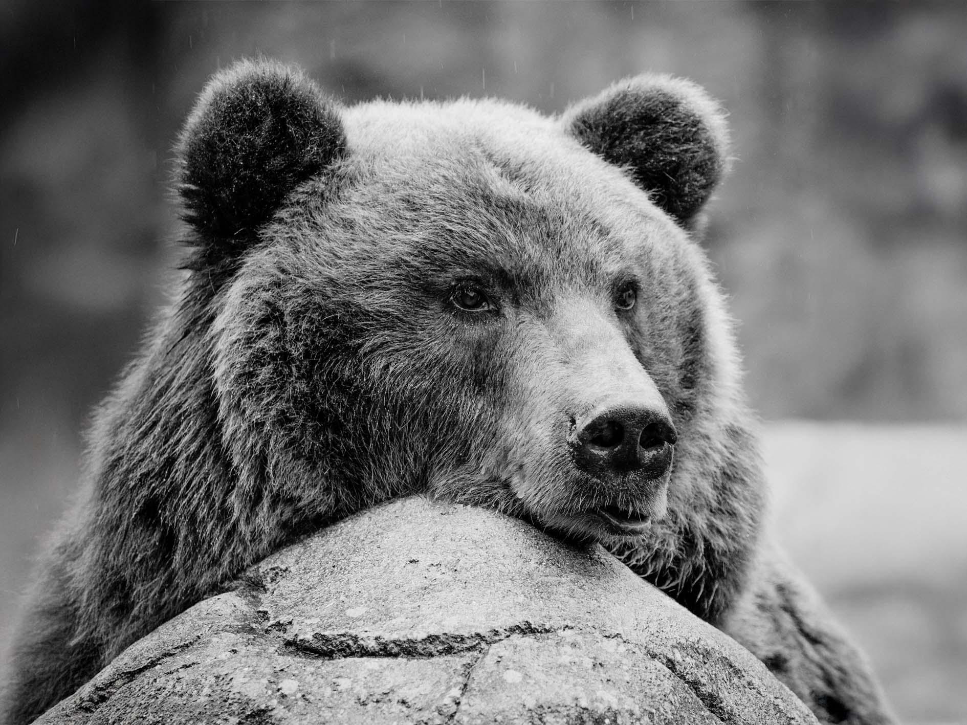 Zoo Brno se letos bohužel musela rozloučit s medvědicí Kamčatkou.