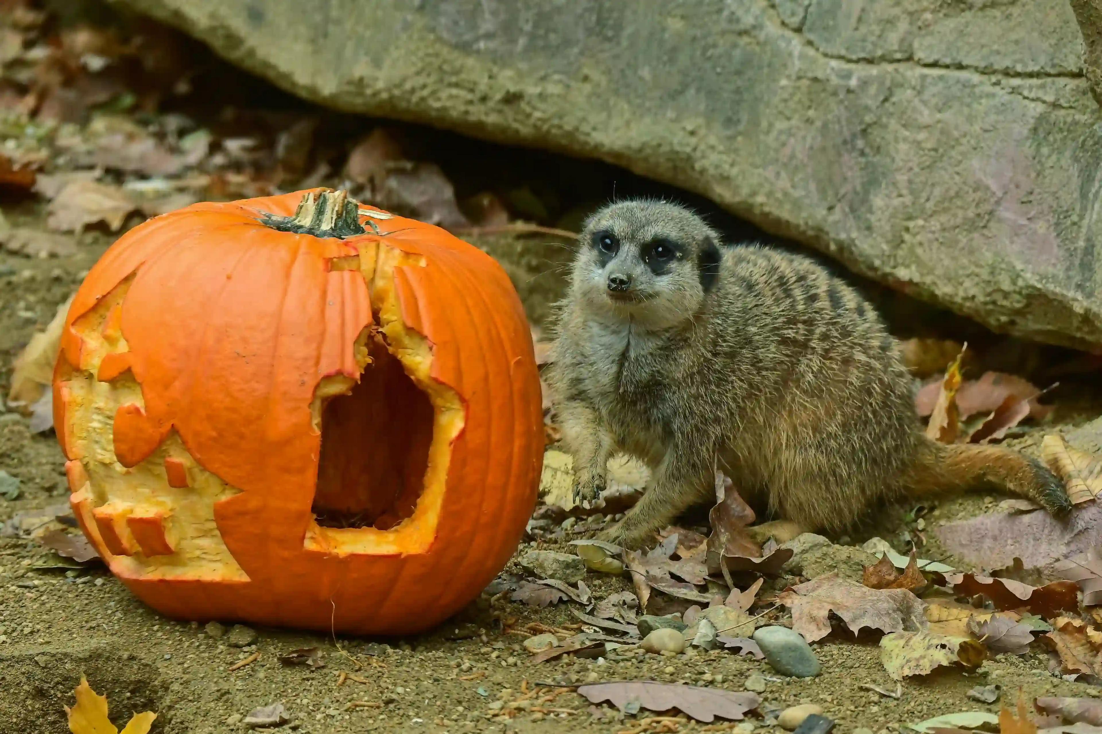 Vyrazte 31. října do Zoo Brno na Halloween